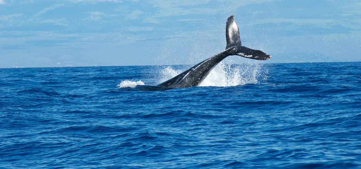 Whales & dolphins at Mirissa — 10–15 minutes away