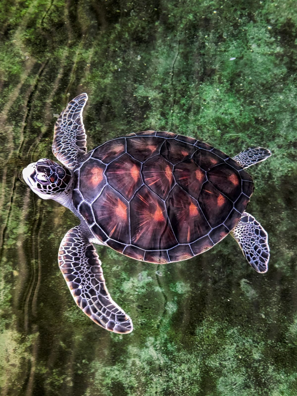 Snorkelling, turtles & tea country — Full-day trips
